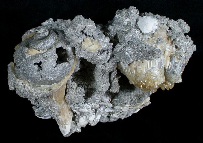 Crystal Filled Fossil Whelks & Bivalves in Matrix! #5533